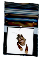 A Gram of Art – Miniature Prints from Soldac Studio