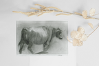 Cow Postcard from Azores Hand-drawn printed on high grade art paper