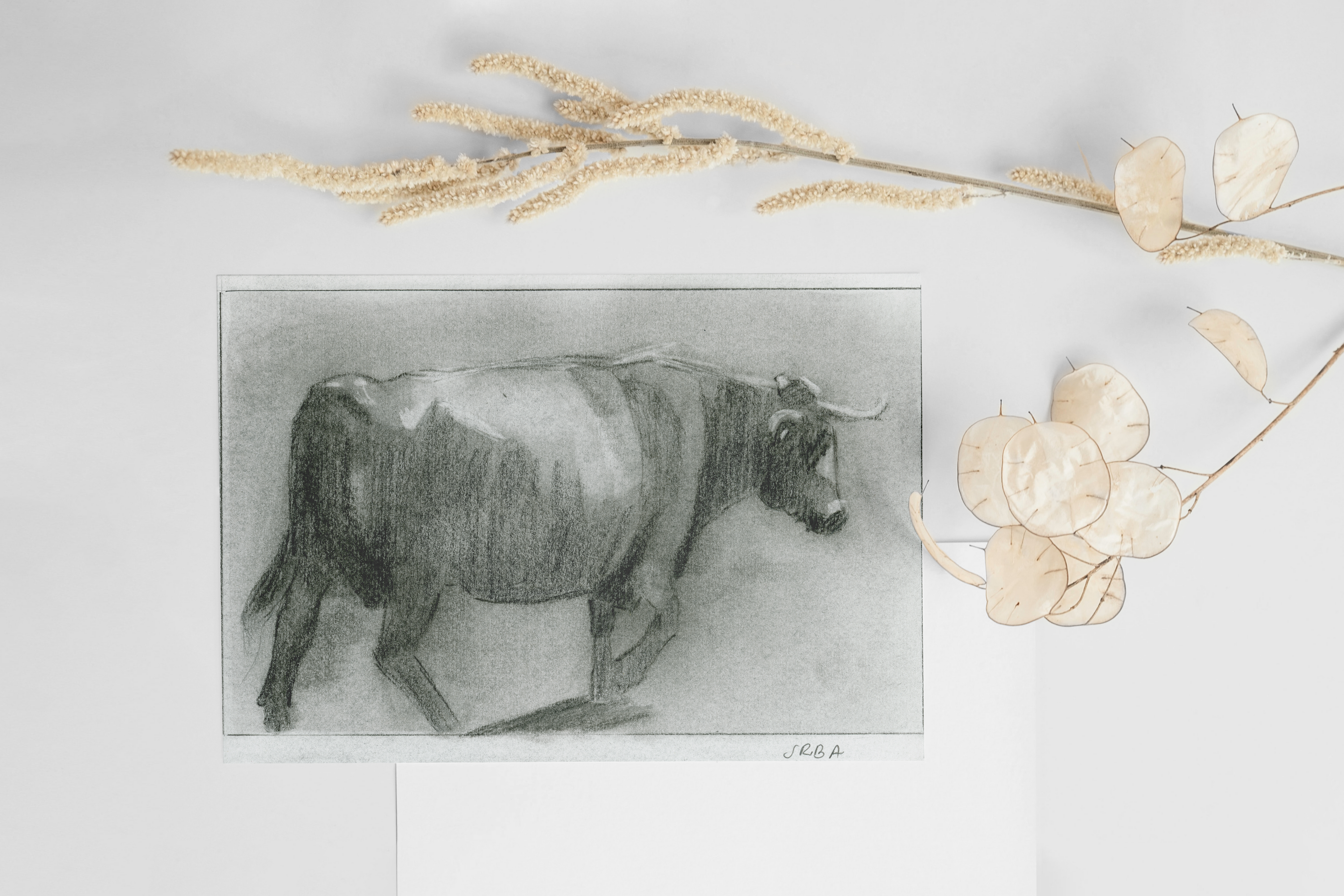 Cow Postcard from Azores Hand-drawn printed on high grade art paper