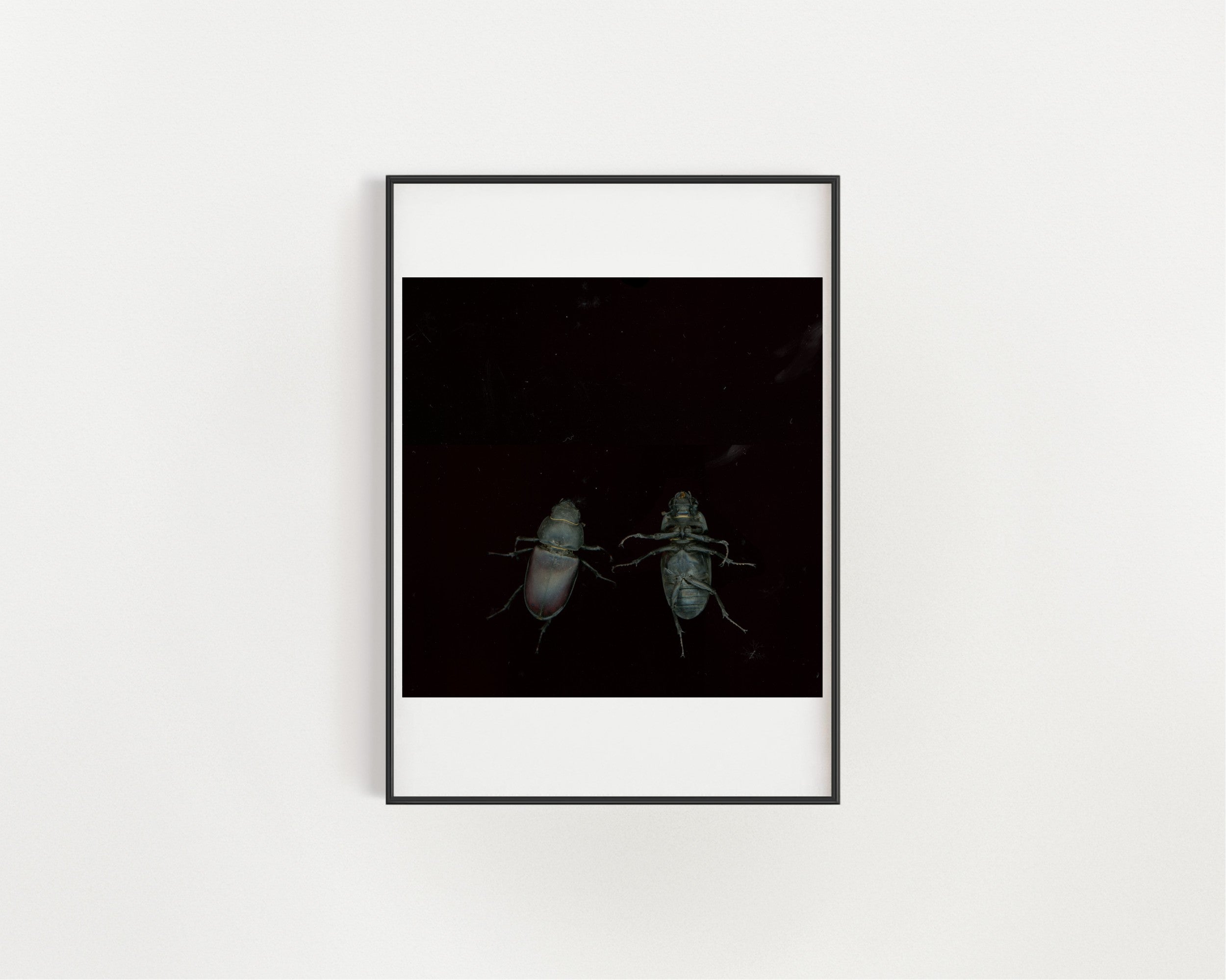 Éntomo Kósmos Limited Print - Scanography and Composition
