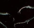 Éntomo Kósmos Limited Print - Scanography and Composition